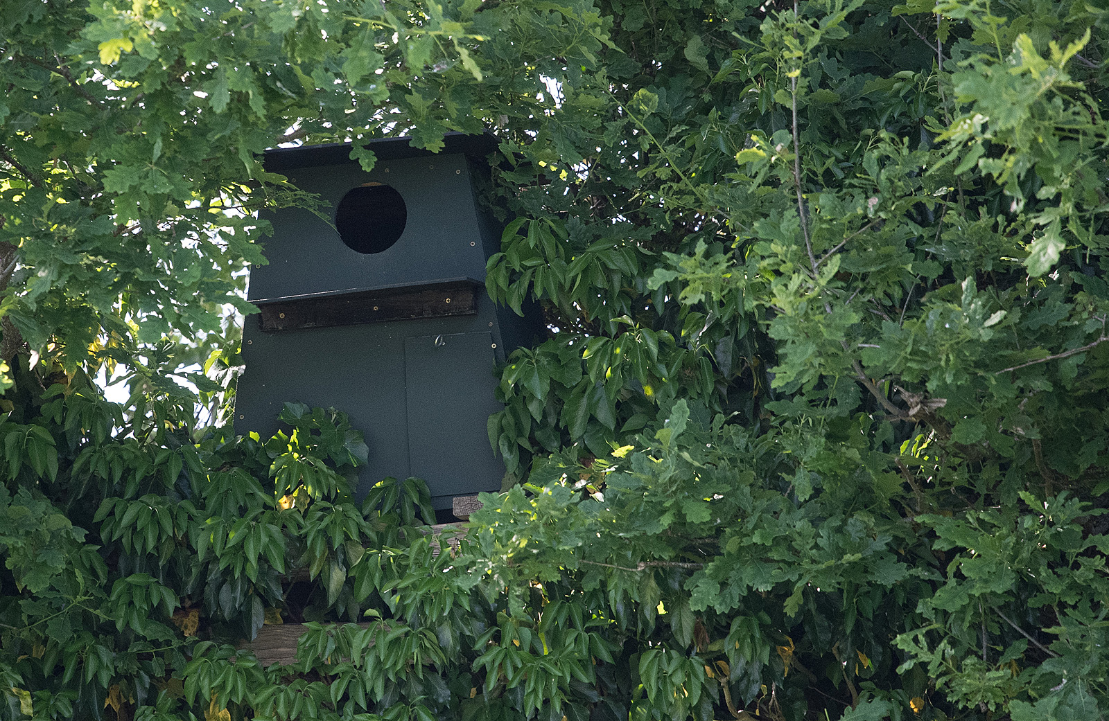 DSC_4040 - Barn owl box at Pitstone installed pre-mid-2022(med res)