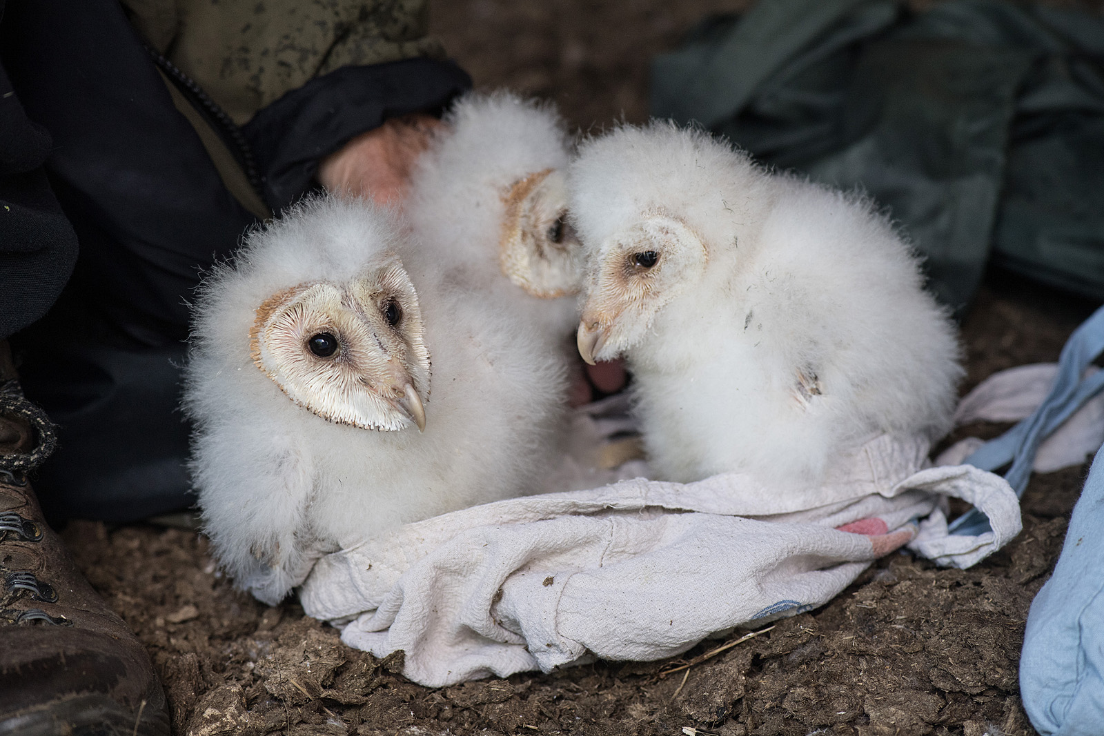 DSC_4986 - Barn owl chicks from box in barn at Upper Ray Meadows (med res)
